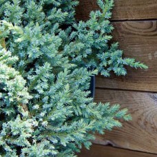 Саджанці ялівцю Літтл Джоанна (черенкований) - 3-річний