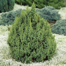 Саджанці ялівцю Лодері (черенкований) - 3-річний