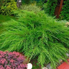 Саджанці ялівцю М'ятний Джулеп (черенкований) - 3-річний