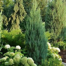 Саджанці ялівцю Моффат Блакитний (черенкований) - 3-річний