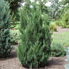 Саджанці ялівцю Монарх (черенкований) - 3-річний