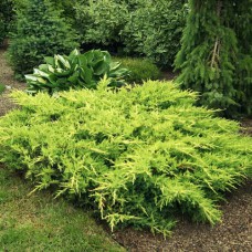 Саджанці ялівцю Золото Мордігана (черенкований) - 3-річний