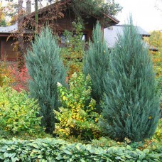 Саджанці ялівцю Мунглов (черенкований) - 3-річний