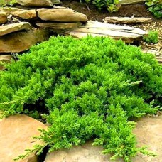Саджанці ялівцю Нана (черенкований) - 3-річний