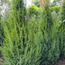 Саджанці ялівцю Обеліск (черенкований) - 3-річний