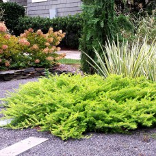 Саджанці ялівцю Олд Голд (черенкований) - 3-річний