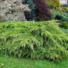 Саджанці ялівцю Пфітцера (черенкований) - 3-річний