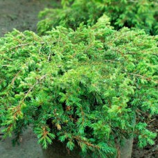 Саджанці ялівцю Репанда (черенкований) - 3-річний