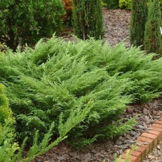 Саджанці ялівцю Рокері Джем (черенкований) - 3-річний