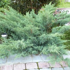 Саджанці ялівцю Сабіна Глаука (черенкований) - 3-річний