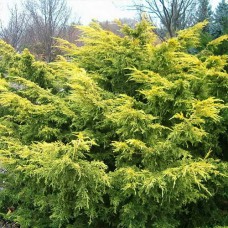 Саджанці ялівцю Сейбрук Голд (черенкований) - 3-річний