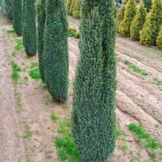 Саджанці ялівцю Сентінел (черенкований) - 3-річний