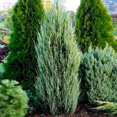 Саджанці ялівцю Сільвер Стар (черенкований) - 3-річний