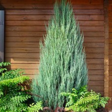 Саджанці ялівцю Скайрокет (черенкований) - 3-річний