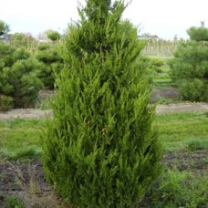 Саджанці ялівцю Спартан (черенкований) - 3-річний