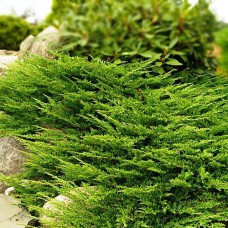 Саджанці ялівцю Принц Уельський (черенкований) - 3-річний