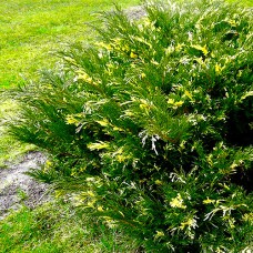 Саджанці ялівцю Юніперус Сабіна Варієгата (черенкований) - 3-річний