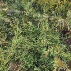 Саджанці ялівцю Вілла Марі (черенкований) - 3-річний