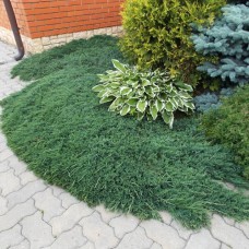 Саджанці ялівцю Вільтоні (черенкований) - 3-річний