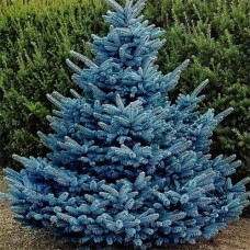 Саджанці ялинки Блакитна (черенкований) - 5-річний