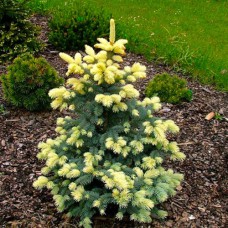 Саджанці ялинки Білобок (черенкований) - 5-річний