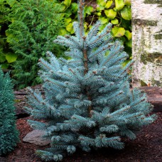 Саджанці ялинки Блакитний Діамант (черенкований) - 5-річний