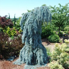 Саджанці ялинки Блюз (черенкований) - 5-річний