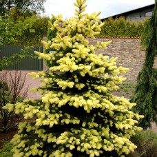 Саджанці ялинки Майголд (черенкований) - 5-річний