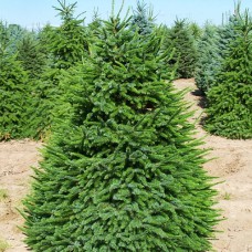 Саджанці ялинки Зелена Лісова (черенкований) - 5-річний