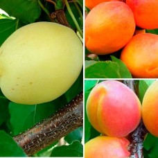 Комплект саджанців "Абрикосовий сезон" (Вондер Кот + Ананасний + Фардао)