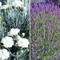 Комплект саджанців "Ароматний дует" (гвоздика + лаванда)