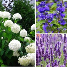 Комплект саджанців "Декоративно-ароматний мікс" (каріоптеріс + гортензія + лаванда)