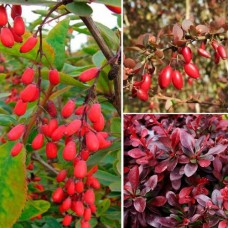 Комплект саджанців "Барбарис 2 в 1" (декоративний + їстівний)