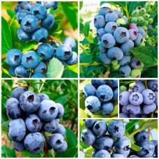 Комплект саджанців лохини "Безперервний урожай" (Блюджей + Річка + Блюкроп + Бонус + Елізабет + Блюголд)