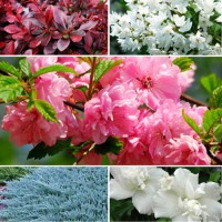 Комплект саджанців "Декоративний мікс" (мигдаль + гібіскус + дейція + ялівець + барбарис)