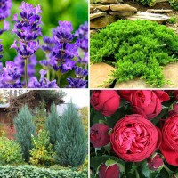 Комплект саджанців "Елегантний міні-сад" (троянда на штамбі + лаванда + ялівець)