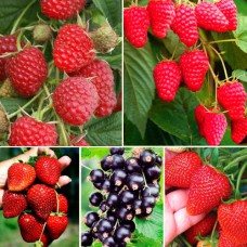 Комплект саджанців "Готовий ягідник" (полуниця + малина + смородина)