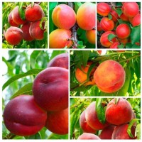 Комплект саджанців "Хіти саду" (абрикос + персик + нектарин)