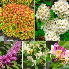 Комплект саджанців "Кольоровий сад" (жимолость декоративна + спірея)