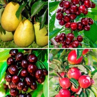 Комплект саджанців "Компактний сад" (яблуня + груша + вишня + черешня)