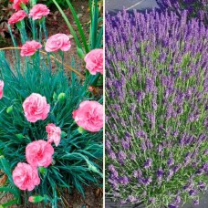 Комплект саджанців "Квітучий мікс" (лаванда + гвоздика)