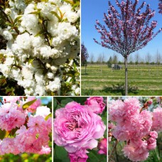 Комплект саджанців "Квітучий рай" (сакура + мигдаль + троянда)