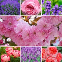 Комплект саджанців "Квітучий сад" (сакура + троянда + лаванда)