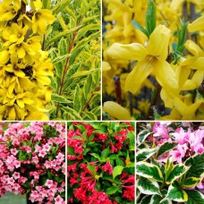 Комплект саджанців "Квітучий сад з весни до літа" (вейгела + форзиція)