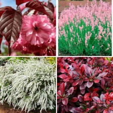 Комплект саджанців "Ландшафт під ключ" (сакура + спірея + барбарис + лаванда)