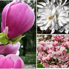 Комплект саджанців "Магнолієвий рай" (Ленне + Стелатта + Суланжа)