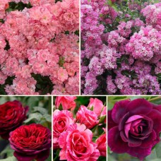 Комплект саджанців "Розкішний трояндовий сад" (Вартбург + Бургунді Айс + Астрід Графін фон Харденберг + Ферді + Пінк Флеш)