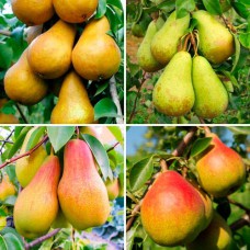 Комплект саджанців груші "Три хвилі врожаю" (Лісова Красуня + Вільямс + Конференція + Бере Боск)