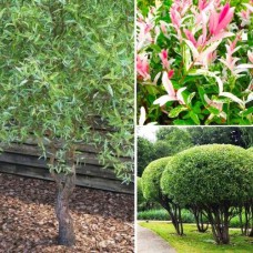 Комплект саджанців "Вербова гармонія" (Матсудана Тортуоза + Фламінго + Нана)