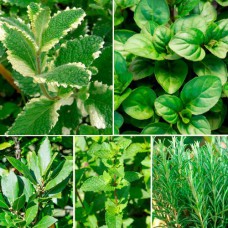 Комплект саджанців "Живі спеції" (м'ята + лавровий лист + розмарин )